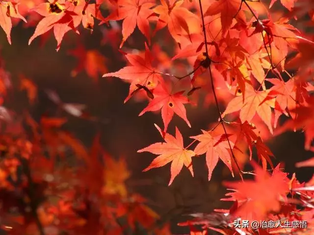 人這一生,貴在心安!