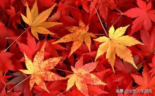 人這一生,貴在心安!