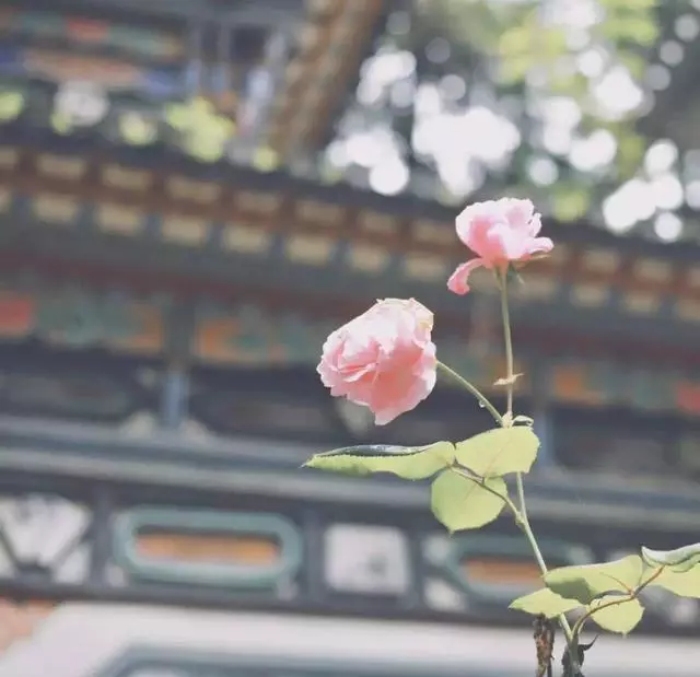 2019你應該做好三件事:旅行,讀書,愛自己……