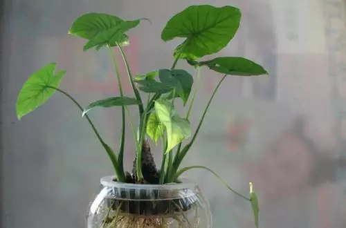 3種植物被稱「慢性毒藥」,我家就有1種,關鍵第2種幾乎家家有
