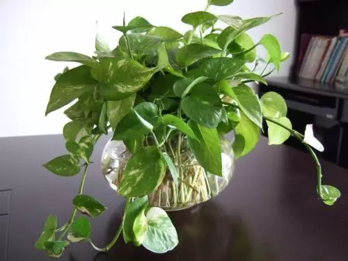 3種植物被稱「慢性毒藥」,我家就有1種,關鍵第2種幾乎家家有