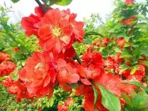 3種植物被稱「慢性毒藥」,我家就有1種,關鍵第2種幾乎家家有