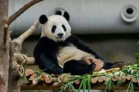 是馬哈迪砍了【中國交建ECRL承包合約】真相曝光了!