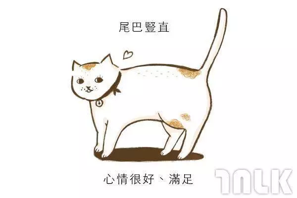 9個貓咪尾巴傳達的訊息!「摸貓摸到尾巴狂甩」好可愛?其實貓咪正在忍耐內心怒火...