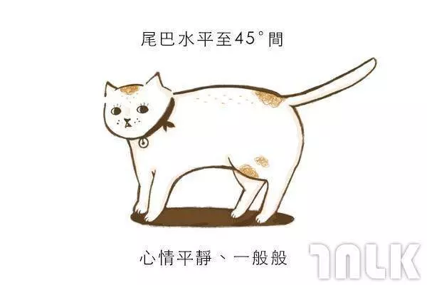 9個貓咪尾巴傳達的訊息!「摸貓摸到尾巴狂甩」好可愛?其實貓咪正在忍耐內心怒火...