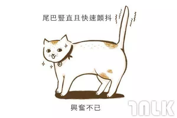 9個貓咪尾巴傳達的訊息!「摸貓摸到尾巴狂甩」好可愛?其實貓咪正在忍耐內心怒火...