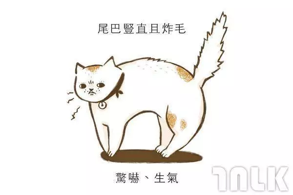 9個貓咪尾巴傳達的訊息!「摸貓摸到尾巴狂甩」好可愛?其實貓咪正在忍耐內心怒火...