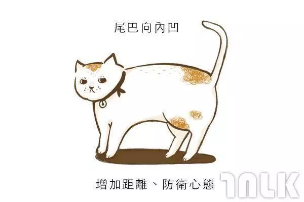9個貓咪尾巴傳達的訊息!「摸貓摸到尾巴狂甩」好可愛?其實貓咪正在忍耐內心怒火...
