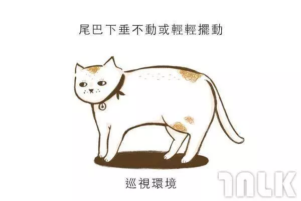 9個貓咪尾巴傳達的訊息!「摸貓摸到尾巴狂甩」好可愛?其實貓咪正在忍耐內心怒火...