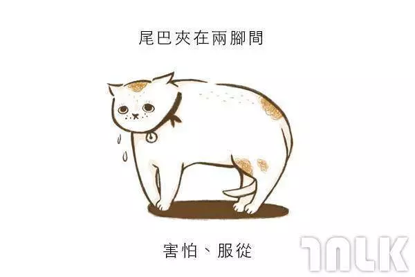 9個貓咪尾巴傳達的訊息!「摸貓摸到尾巴狂甩」好可愛?其實貓咪正在忍耐內心怒火...