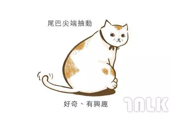9個貓咪尾巴傳達的訊息!「摸貓摸到尾巴狂甩」好可愛?其實貓咪正在忍耐內心怒火...