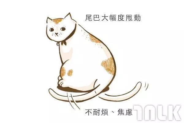 9個貓咪尾巴傳達的訊息!「摸貓摸到尾巴狂甩」好可愛?其實貓咪正在忍耐內心怒火...
