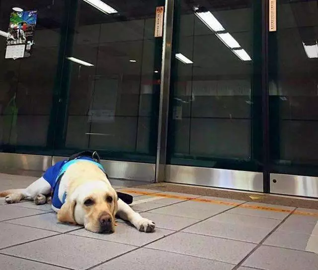 市民要求視障服務犬「會嚇哭小孩」該戴口罩 保護團體傻眼:你見過警犬戴?
