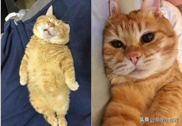 喵睡翻肚肚肉溢出叫不醒萌翻,媽媽笑:都趁機剪指甲