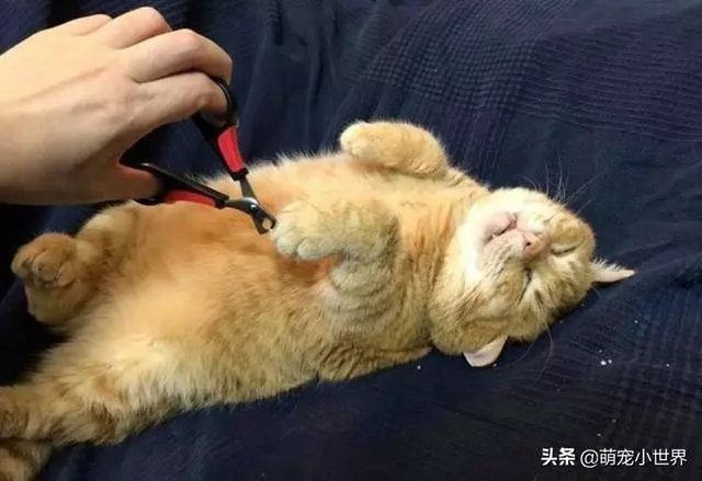 喵睡翻肚肚肉溢出叫不醒萌翻,媽媽笑:都趁機剪指甲