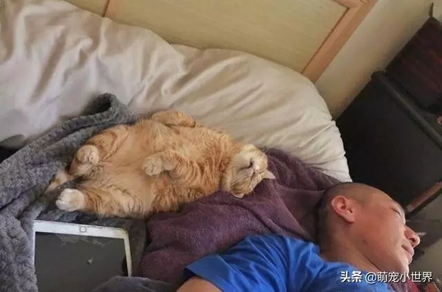 喵睡翻肚肚肉溢出叫不醒萌翻,媽媽笑:都趁機剪指甲