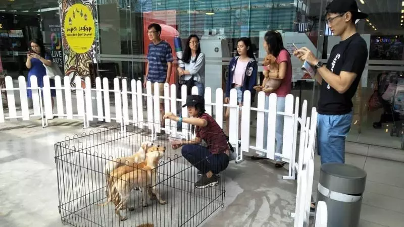 點讚!The School by Jaya One為大馬少有pet-friendly商場,帶毛小孩去逛街不再是夢啦!