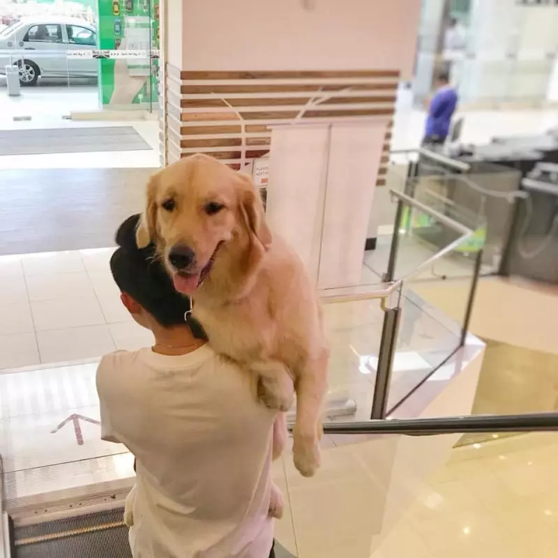 點讚!The School by Jaya One為大馬少有pet-friendly商場,帶毛小孩去逛街不再是夢啦!