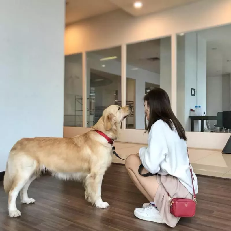 點讚!The School by Jaya One為大馬少有pet-friendly商場,帶毛小孩去逛街不再是夢啦!