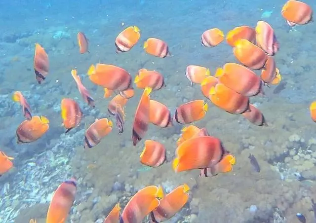巴厘島不是一個島,巴厘島是一個島,巴厘島不僅僅是一個島