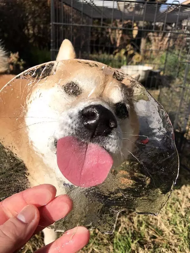 主人騙柴犬去吃一塊冰,柴犬還以為是啥好東西,瞬間被治癒了