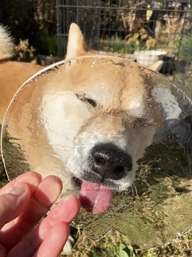 主人騙柴犬去吃一塊冰,柴犬還以為是啥好東西,瞬間被治癒了