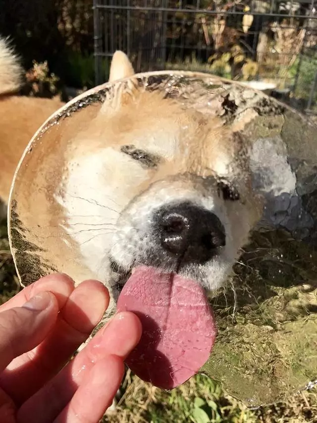 主人騙柴犬去吃一塊冰,柴犬還以為是啥好東西,瞬間被治癒了