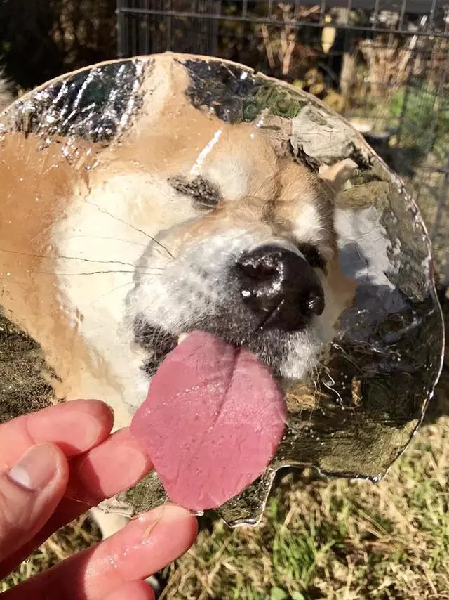 主人騙柴犬去吃一塊冰,柴犬還以為是啥好東西,瞬間被治癒了