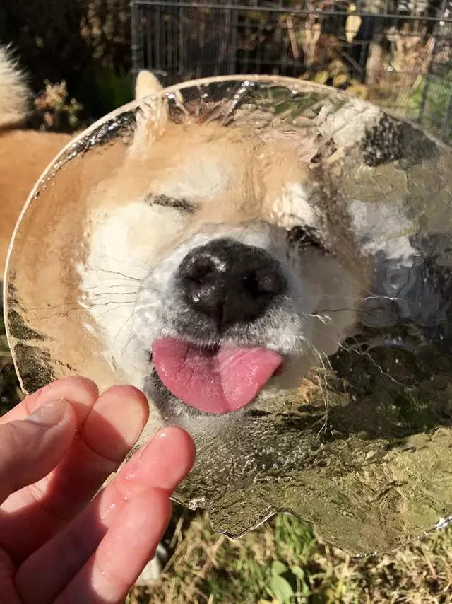 主人騙柴犬去吃一塊冰,柴犬還以為是啥好東西,瞬間被治癒了