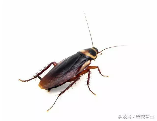 【超實用】趕走蟑螂的妙方:家中準備這一片葉子,從此家裡不再有蟑螂!