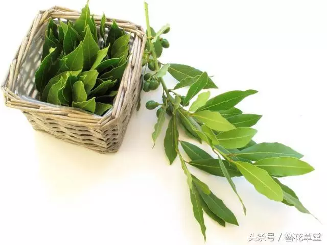 【超實用】趕走蟑螂的妙方:家中準備這一片葉子,從此家裡不再有蟑螂!
