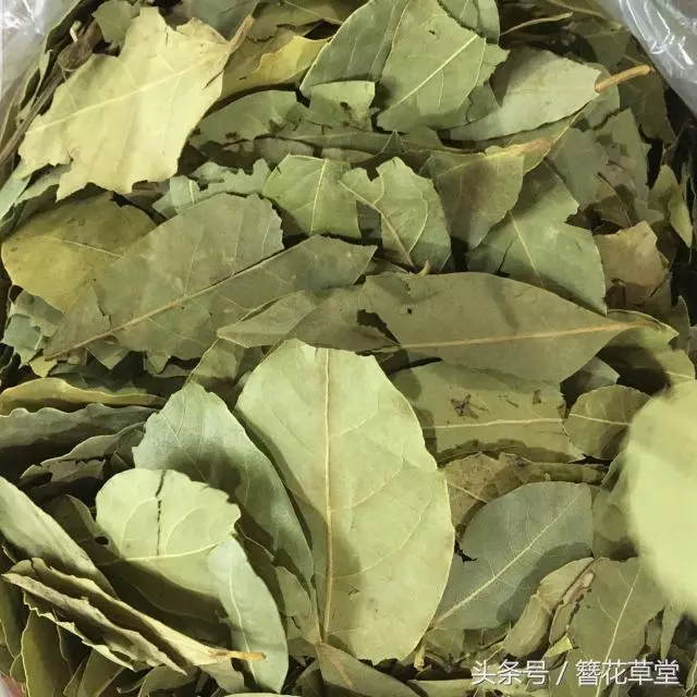 【超實用】趕走蟑螂的妙方:家中準備這一片葉子,從此家裡不再有蟑螂!