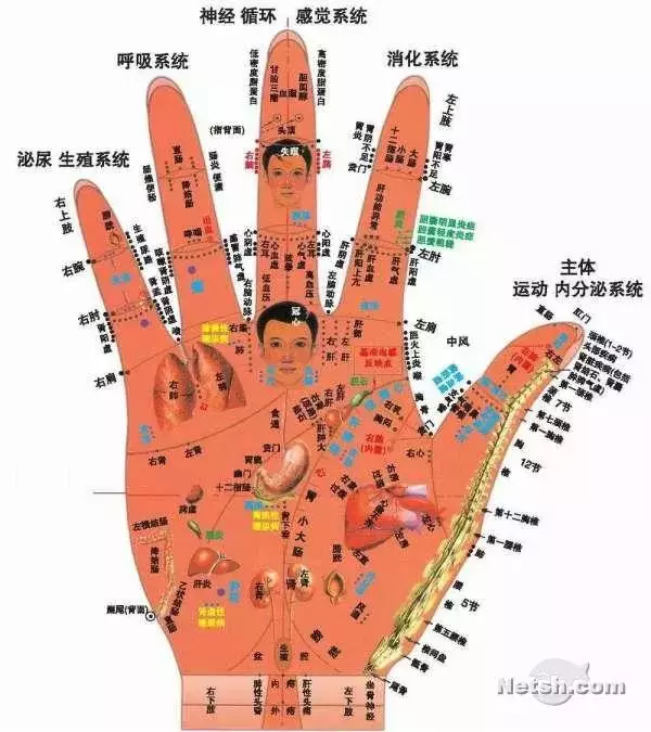 中醫圖譜:全,建議收藏