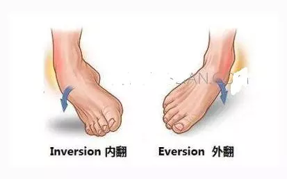轉動腳踝部,抗衰老降血壓