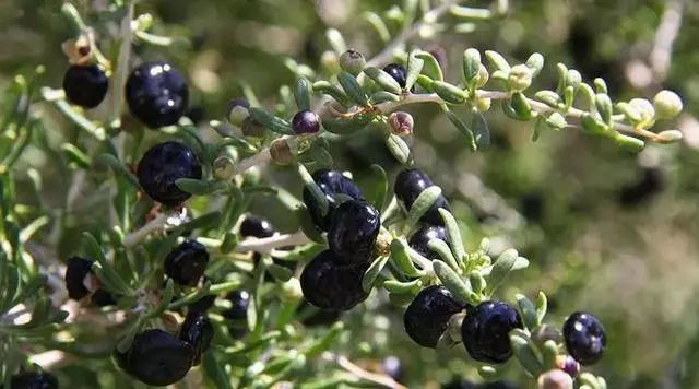 調節腸道菌群、保護視力、增強記憶力……這個普通食物性價比很高 !