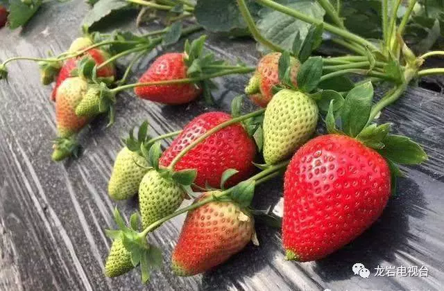 多吃這6樣,把肝「洗」得乾乾淨淨!排肝毒、強肝腎 !