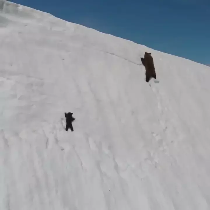 暴怒片/熊母子爬雪山勵志短片網友瘋傳 專家看了卻直搖頭:人類真的很自私...