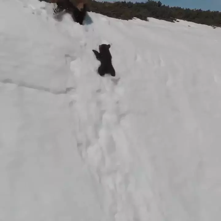 暴怒片/熊母子爬雪山勵志短片網友瘋傳 專家看了卻直搖頭:人類真的很自私...