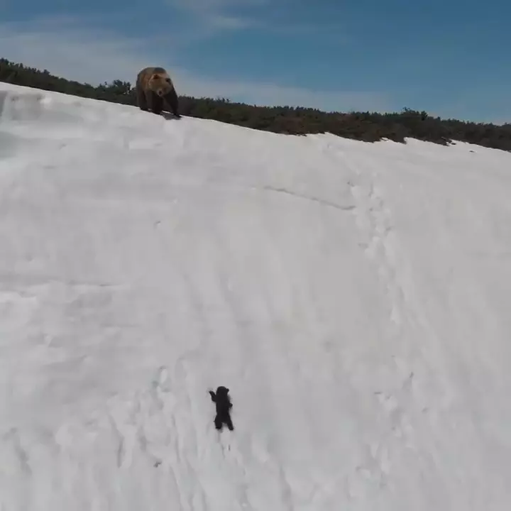 暴怒片/熊母子爬雪山勵志短片網友瘋傳 專家看了卻直搖頭:人類真的很自私...