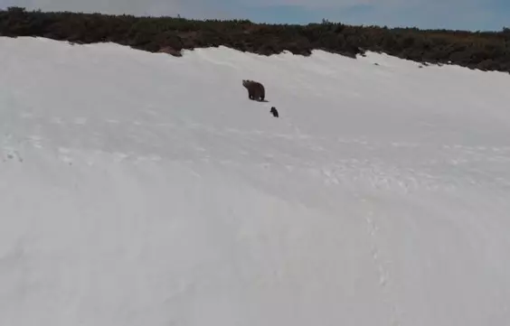 暴怒片/熊母子爬雪山勵志短片網友瘋傳 專家看了卻直搖頭:人類真的很自私...