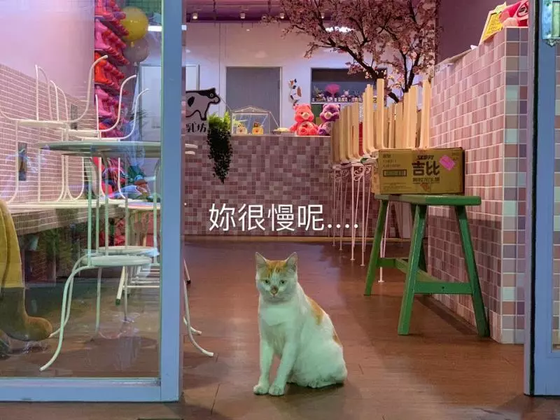 人家等好久...苦臉小花貓坐早午餐店「等吃霸王餐」 網友起鬨:叫牠洗乾淨身體來當工讀生啦!