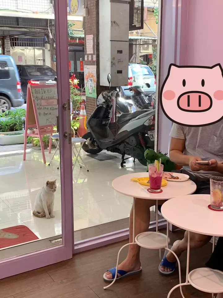 人家等好久...苦臉小花貓坐早午餐店「等吃霸王餐」 網友起鬨:叫牠洗乾淨身體來當工讀生啦!