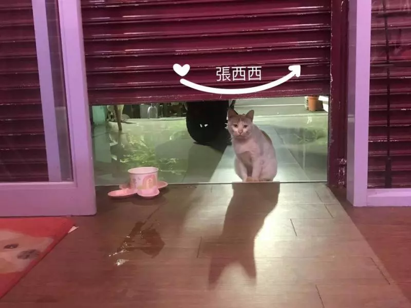 人家等好久...苦臉小花貓坐早午餐店「等吃霸王餐」 網友起鬨:叫牠洗乾淨身體來當工讀生啦!