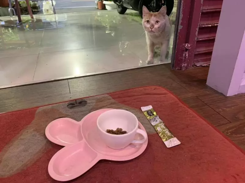人家等好久...苦臉小花貓坐早午餐店「等吃霸王餐」 網友起鬨:叫牠洗乾淨身體來當工讀生啦!