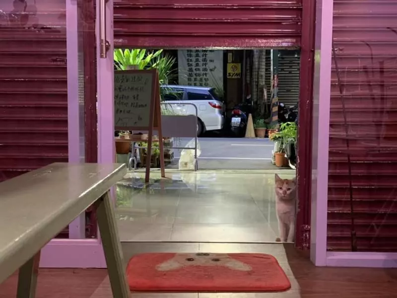 人家等好久...苦臉小花貓坐早午餐店「等吃霸王餐」 網友起鬨:叫牠洗乾淨身體來當工讀生啦!