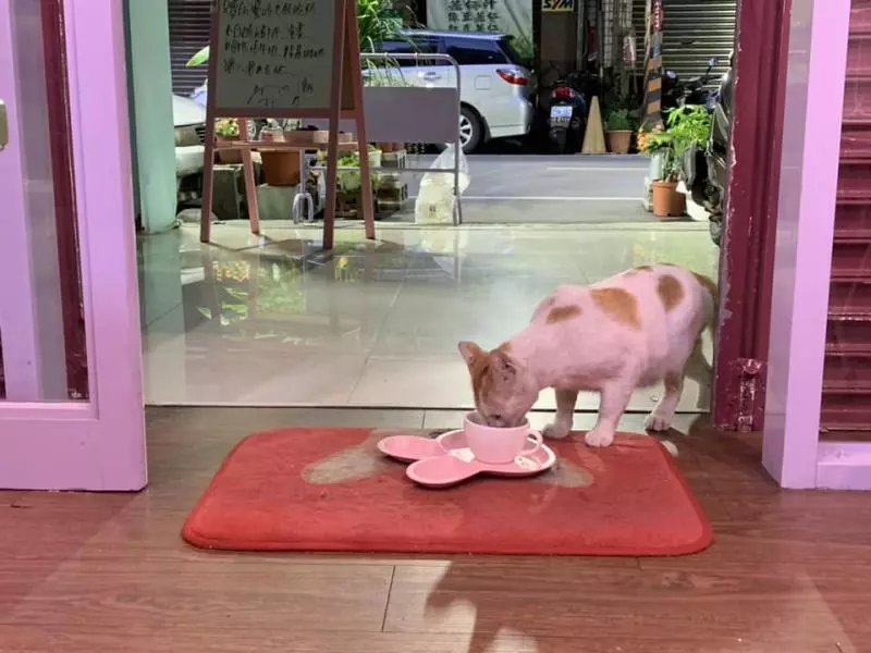 人家等好久...苦臉小花貓坐早午餐店「等吃霸王餐」 網友起鬨:叫牠洗乾淨身體來當工讀生啦!