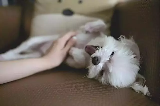 考證養狗,究竟是不是一條可行之路