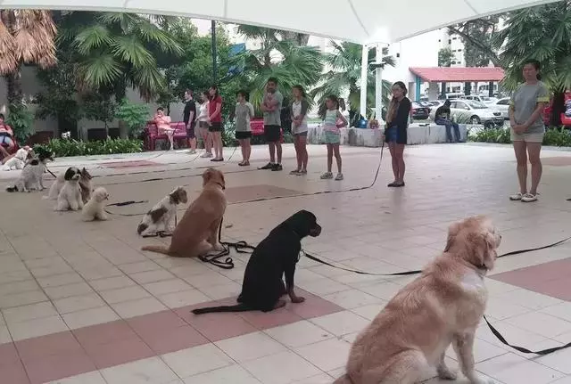 考證養狗,究竟是不是一條可行之路