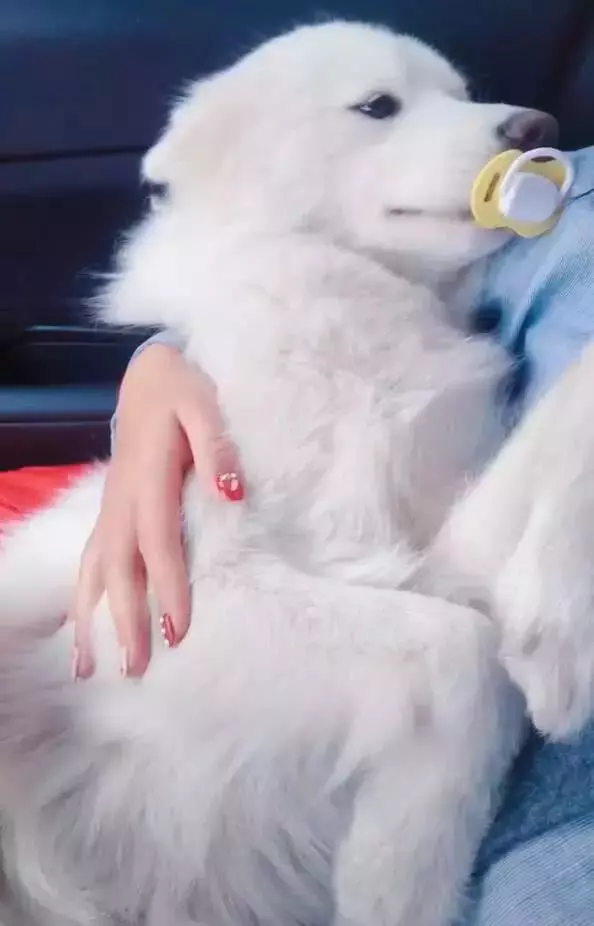 考證養狗,究竟是不是一條可行之路