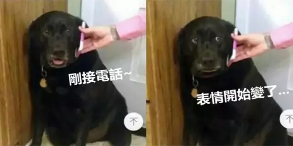 狗狗做錯事被媽媽訓卻一點不反省,當媽媽打給牠最怕的爸爸...最後的表情讓網友笑翻!